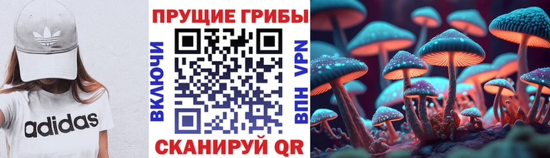 как найти Шенкурск Псилоцибиновые грибы Psilocybine cubensis